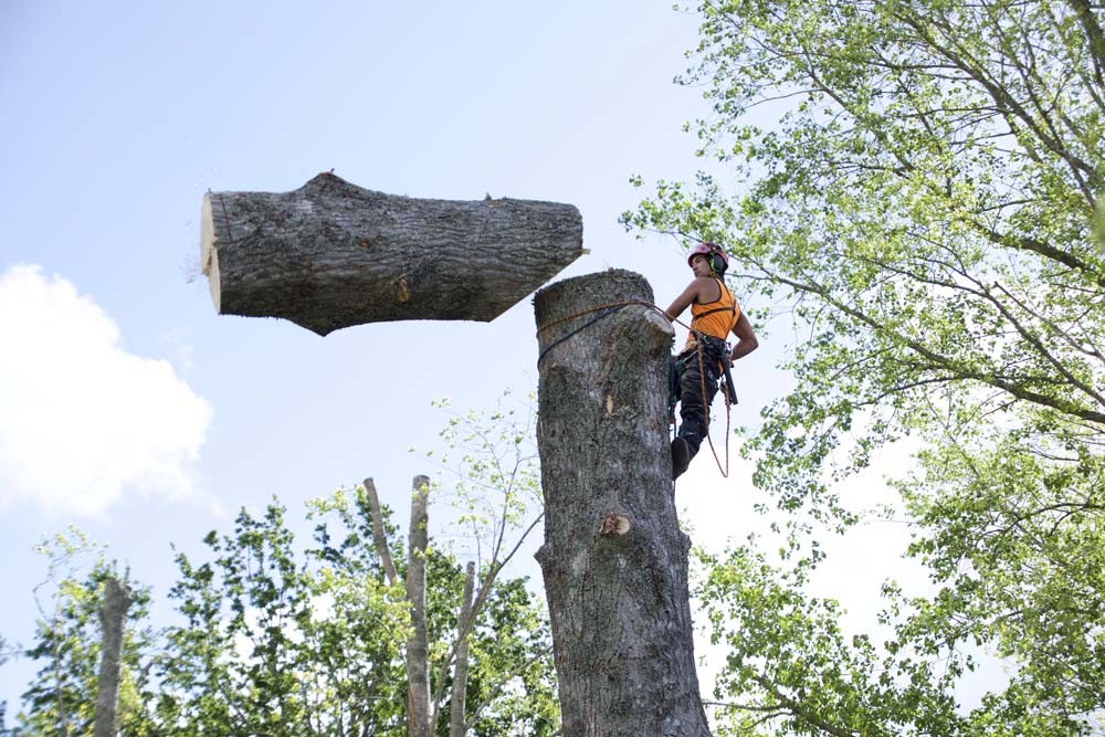 Image of Tree Removal by worker