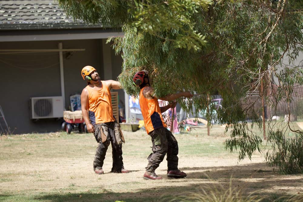 Image of Arborist worker