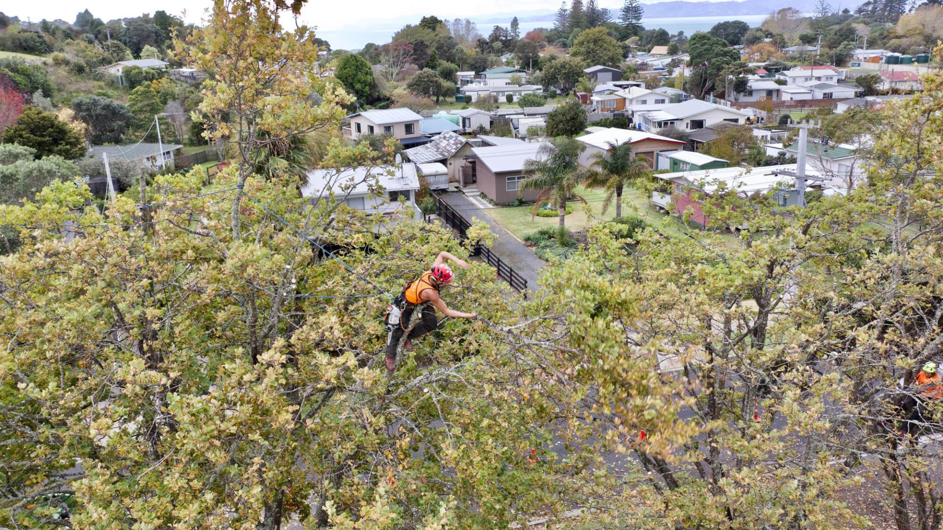 Image of Arborist worker