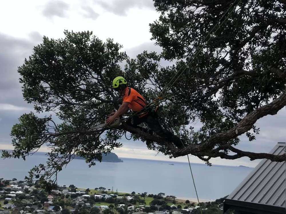 Image of Tree Pruning by worker